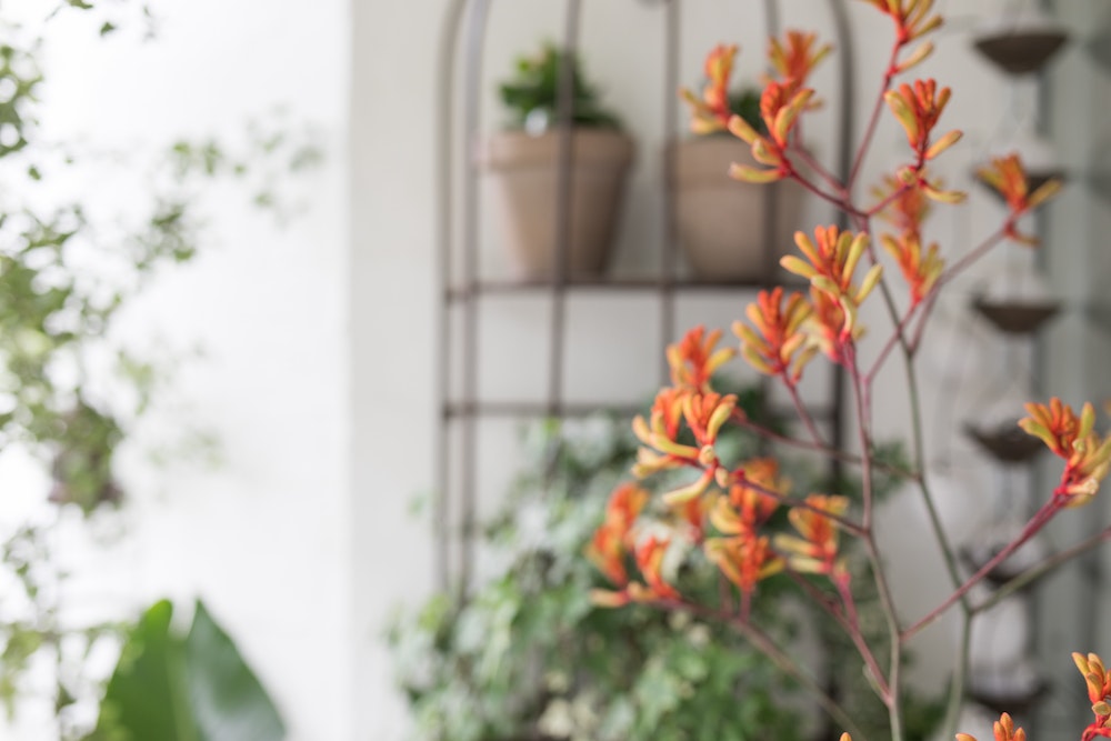 Comment un jardin peut augmenter le rendement de votre investissement immobilier
