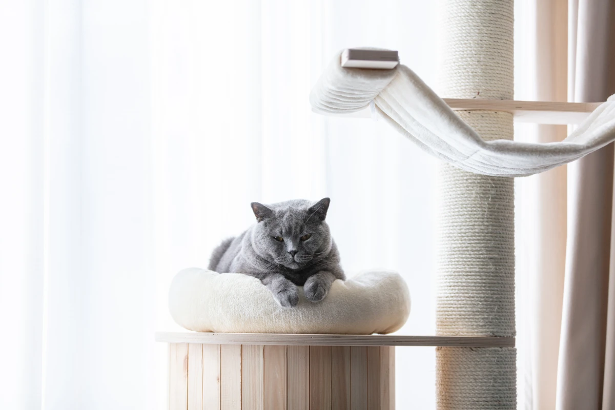 Arbre à Chat Élégant: Conjuguez Confort et Style pour le Bien-être de Votre Chat